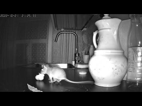 Мышь и чеснок. Мыши едят чеснок?!