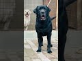 Black beauty labrador dog love shorts trending youtubeshorts viral black india