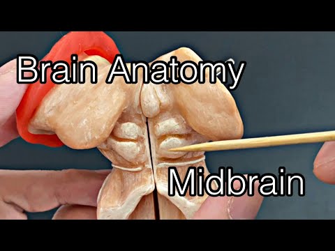 Video: Koja je struktura dio srednjeg mozga?