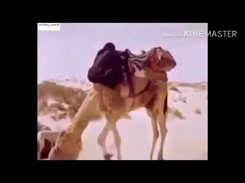 ربابة صالح مبارك يابنت ماني عشيرن لك