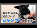 シャンプーが苦手な犬が頑張るシャンプー動画