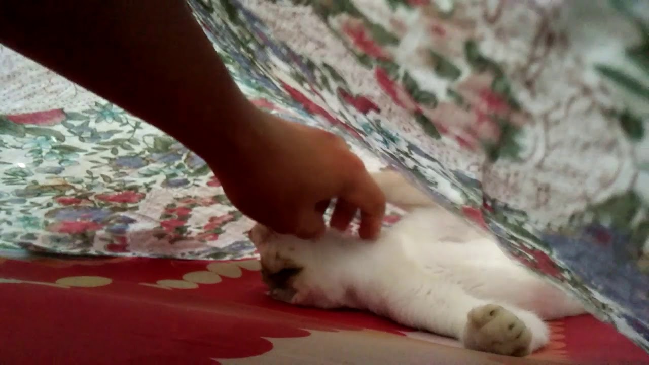 CUTE CAT PLAYING WITH MY HAND!! (SO ADORABLE) YouTube