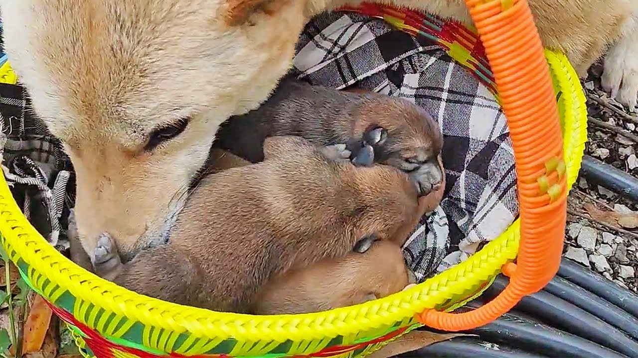 Собачья мама показывает своих пятерых детенышей, родившихся на воле и спасенных