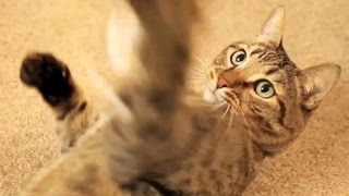 Mean Kitty Fight Training