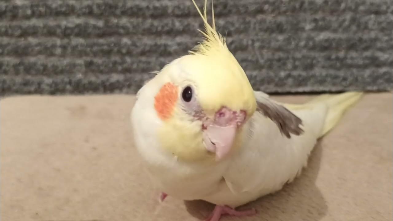 Why Are You So Shy YouTube Why are you so shy youtube