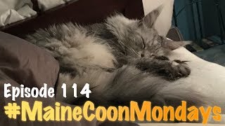 #MaineCoonMondays - Episode 114