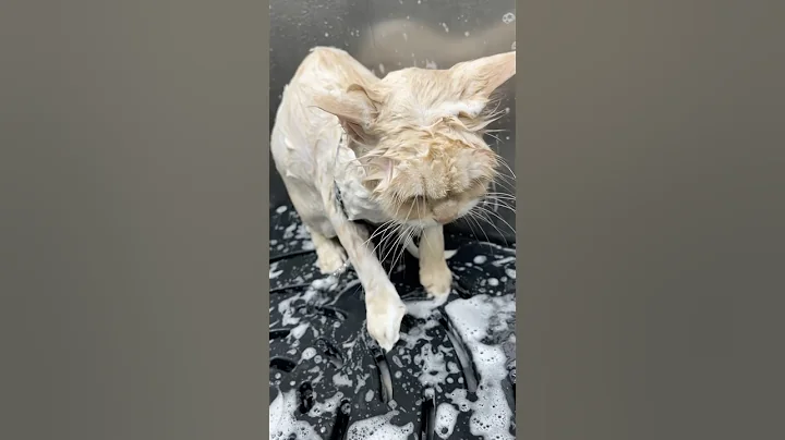 Video 11714781: turkish angora cat