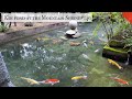 Koi pond at the mountain shrine(Saijo, Ehime)