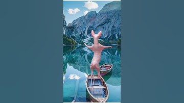 sphynx cat dancing and watching a beutiful lake #viral #sphynxcats #youtubeshorts #catdance #sphynx