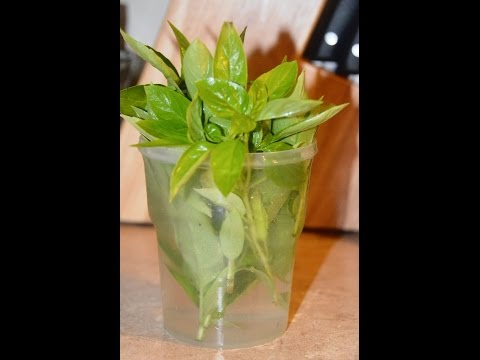 How to Keep Fresh Basil and Freeze Basil for as Long as Possible.