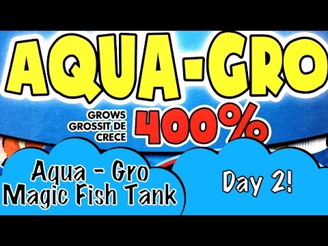 day-2-aqua-gro-magic-fish-tank-with-fishes-that-grow-4x-bigger-just-add-water-like-dino-eggs