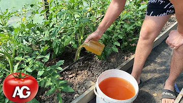 Jak hnojíte rajčata v době květu?