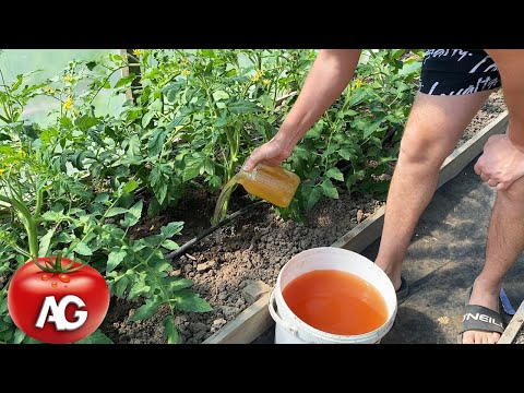 Video: Feeding tomatoes with yeast - reviews