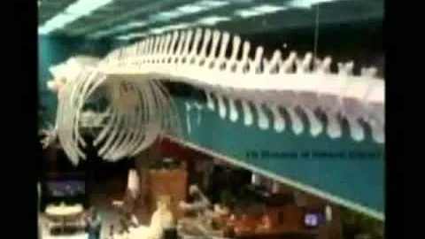 6-8 100 reasons why evolution is so stupid (Kent Hovind)