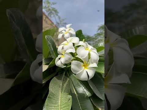 الياسمين العطري الأبيض