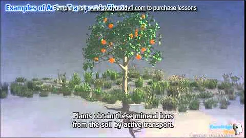 G9 2 3 1 Examples in active transport in plants Sample