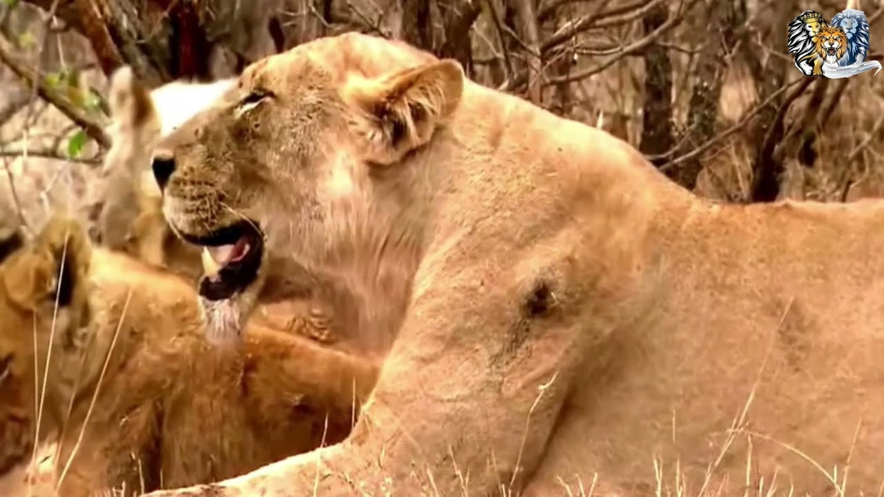 White Lion HD National Animal Wild Life History