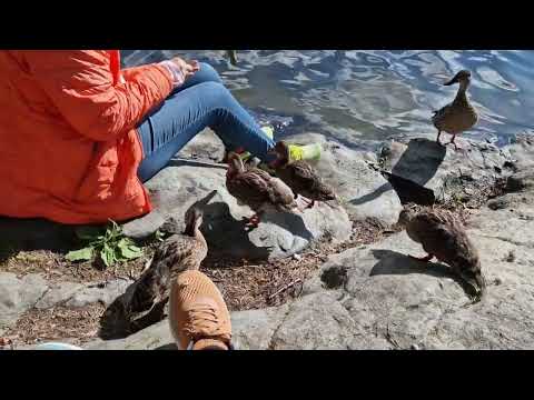 Feeding Baby Ducks