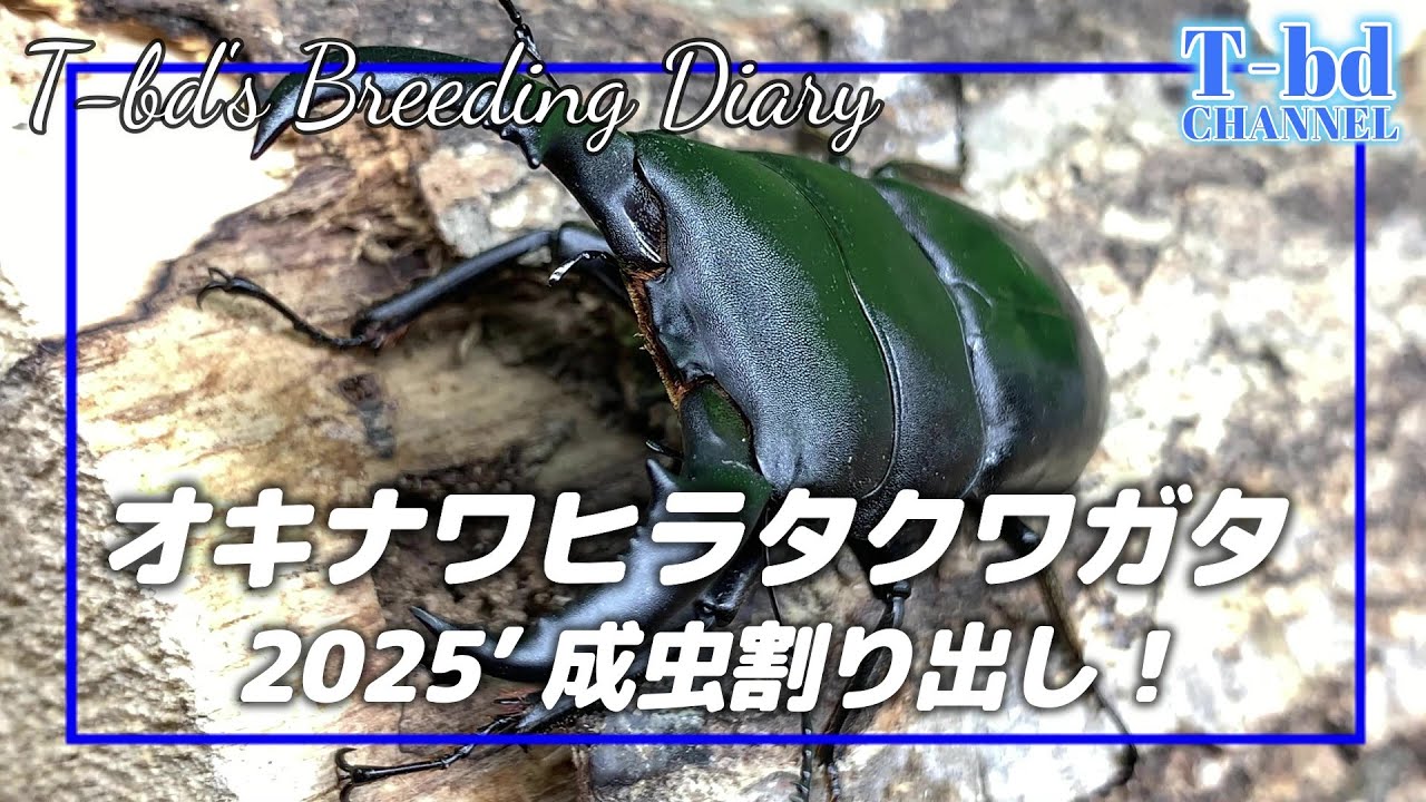 オキナワヒラタ 2025’「成虫割り出し』