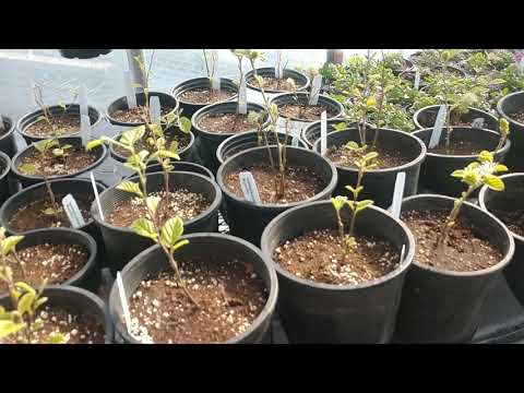 Wideo: Odmiany Fothergilla do ogrodu - Jak sadzić krzewy Fothergilla