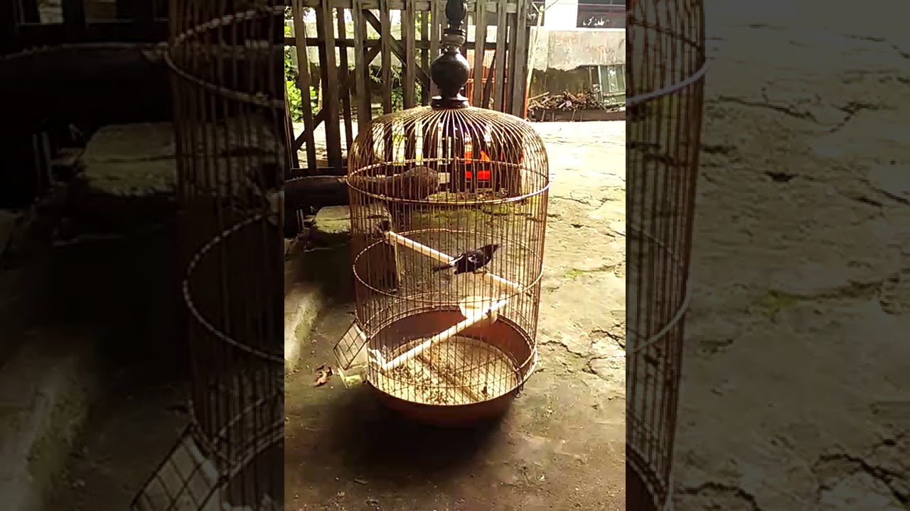 Decu Gacor Yang Minat Harga Tertinggi Angkut By Kicau