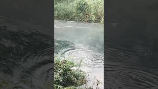 Keberuntungan!!! Mancing Ikan Gabus #mancinggabus