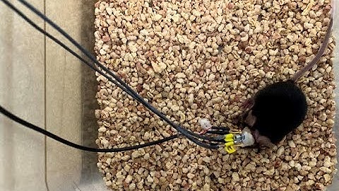 Neurescence Quartet® - Simultaneous bilateral optical imaging and electrophysiology recording