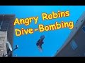 Crazy Angry Bird Robins Attack Me In My Backyard!