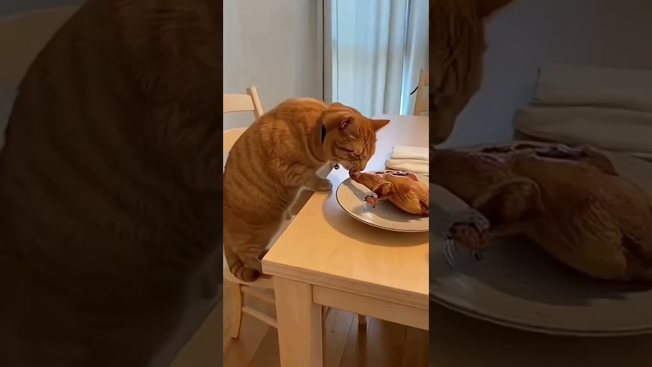 Ces chats sont en roue libre 😹 | Funny Cats Compilation | #shorts #chat #papapanique