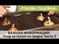 Голова садовая - ВАЖНАЯ ИНФОРМАЦИЯ! Уход за луком на грядке Часть 3