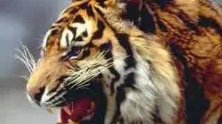 Eye of the tiger (tribute)