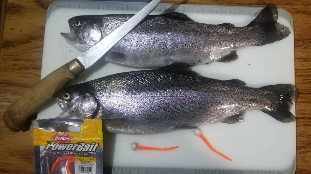 Rainbow Trout On Mice Tails Catch Clean YouTube rainbow-trout-on-mice-tails-catch-clean-youtube