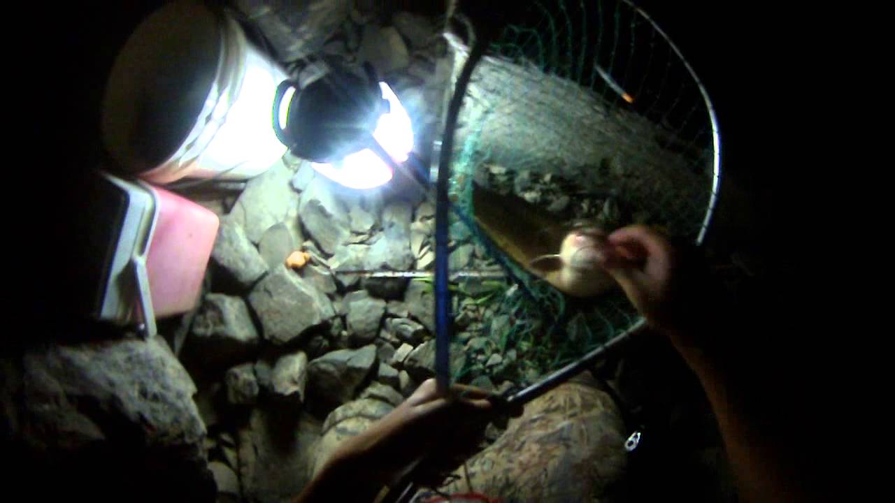 Bait Fishing #53 - Night Fishing for Channel Catfish with Hotdogs and
