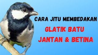Cara membedakan burung glatik batu jantan dan betina