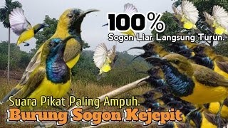 💯% Ampuh.. Suara Pikat Sogon Kejepit. Bikin Yang Liar Langsung Turun..