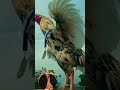 #trending #swataseels #lifeisbutadream #birds