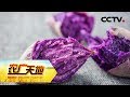 《农广天地》 20180527 门外汉巧发紫薯财 | CCTV农业