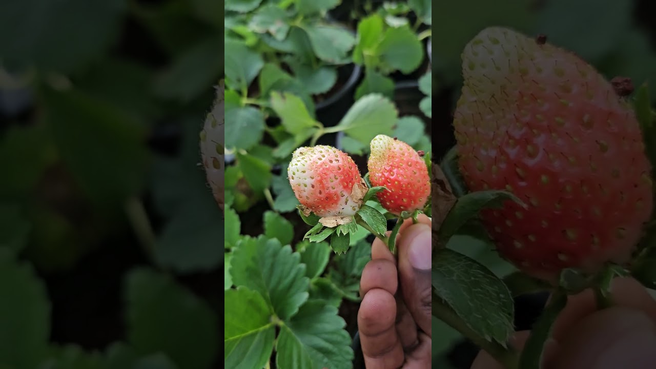 Начало бизнеса по выращиванию клубники