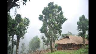 Tea: Wisdom in a Leaf | Part 2 | GORI Documentary