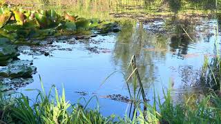Tadpoles Breakfasting