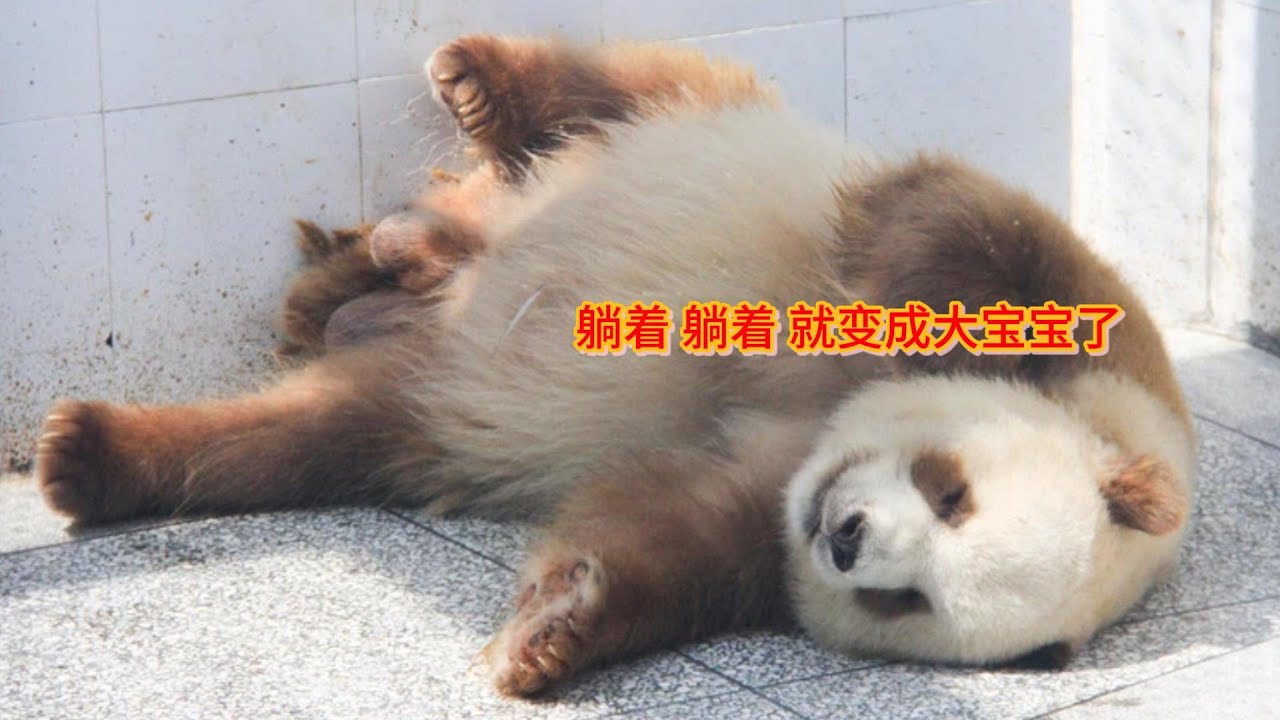Brown Giant Panda Qizai小七仔躺着躺着躺成了大七仔。小宝宝躺着躺着躺成了大宝宝。七仔,不管什么样都最最最爱你,爱你爱你「 ...