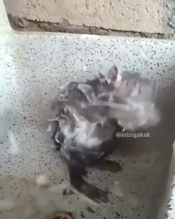 STORY WA 30 DETIK LUCU NGAKAK || MANDI DULU YAKAN || STORY WA VIRAL