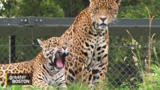 Do We Really Need Zoos?
