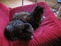 Ziggy en Spider in 1 stoel
