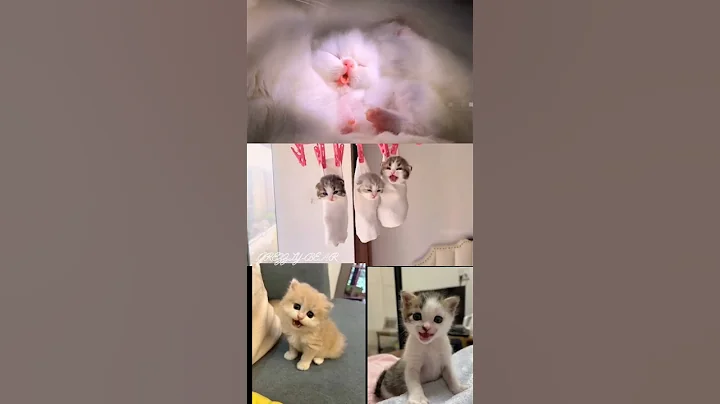 Video 11328901: cats kitten meowing adorable, funny cats kittens meowing, baby cats kitten meowing