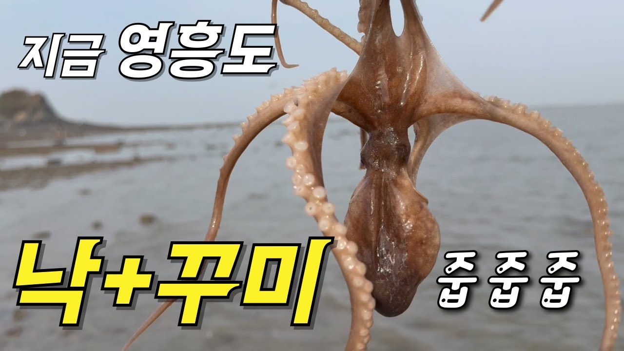영흥도 낙+꾸미 줍줍줍 소라 포인트 개조개 포인트 설명#해루질#낙지