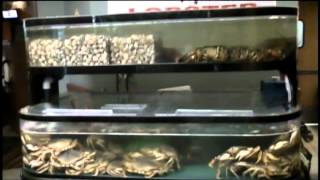 Ray's Crab Shack - The Freshest Dungeness Crabs