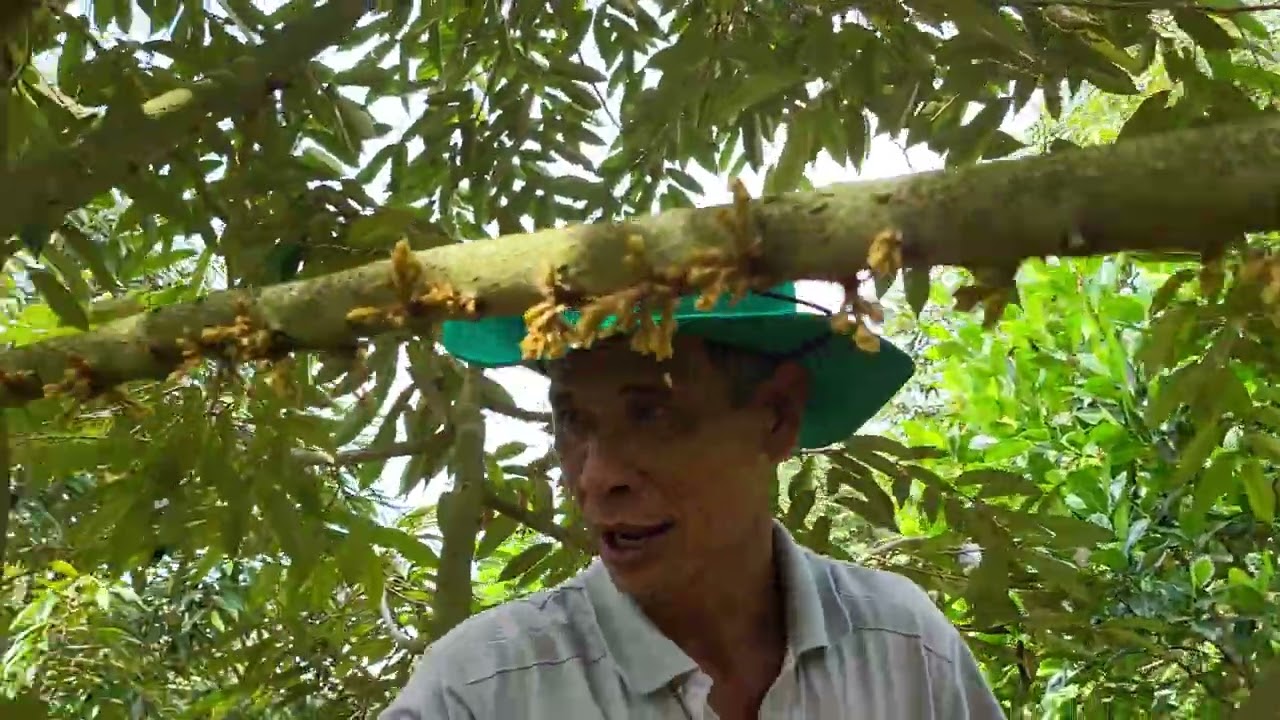 CÁCH TỈA BÔNG CHO CÂY SẦU RIÊNG: 0375 456 457- 0918 456 457- 0772 456 457- 0945 456 457-0385 456 457