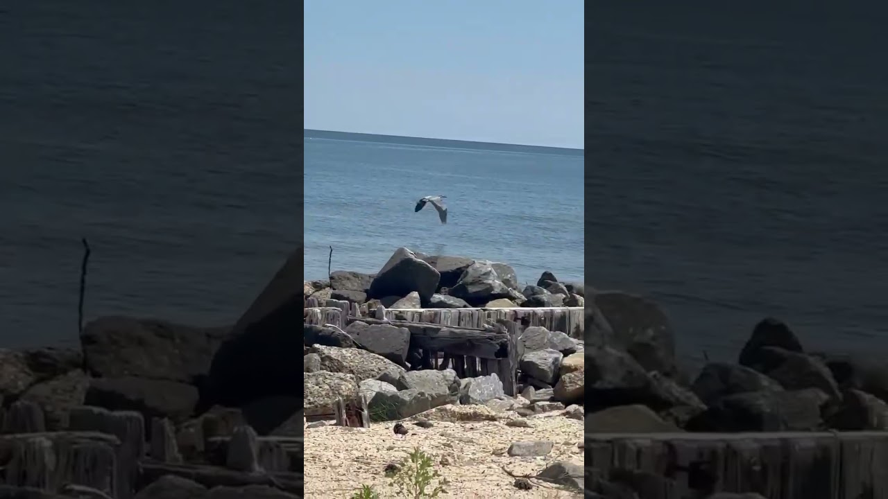 Blue Herron on 7/3/25