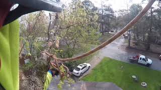 Raw Video | Boxelder climb/removal/rigging | How To